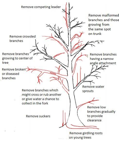 tree diagram
